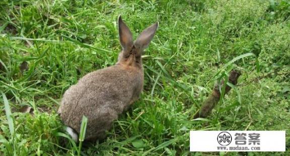 如何养殖兔子？