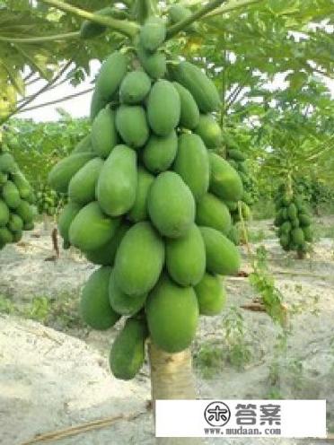 木瓜怎么吃丰胸最快?吃法是什么? 木瓜怎么吃丰胸最快?吃法是什么?