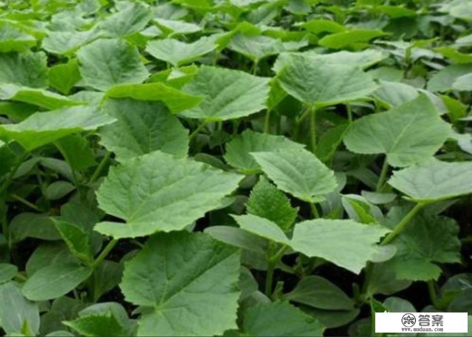 冬瓜苗和南瓜苗是什么样子？