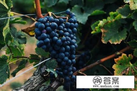 葡萄酒最全基础知识? 葡萄酒最全基础知识?