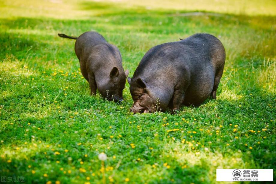 十二生肖报复心强吗? 十二生肖报复心强吗?