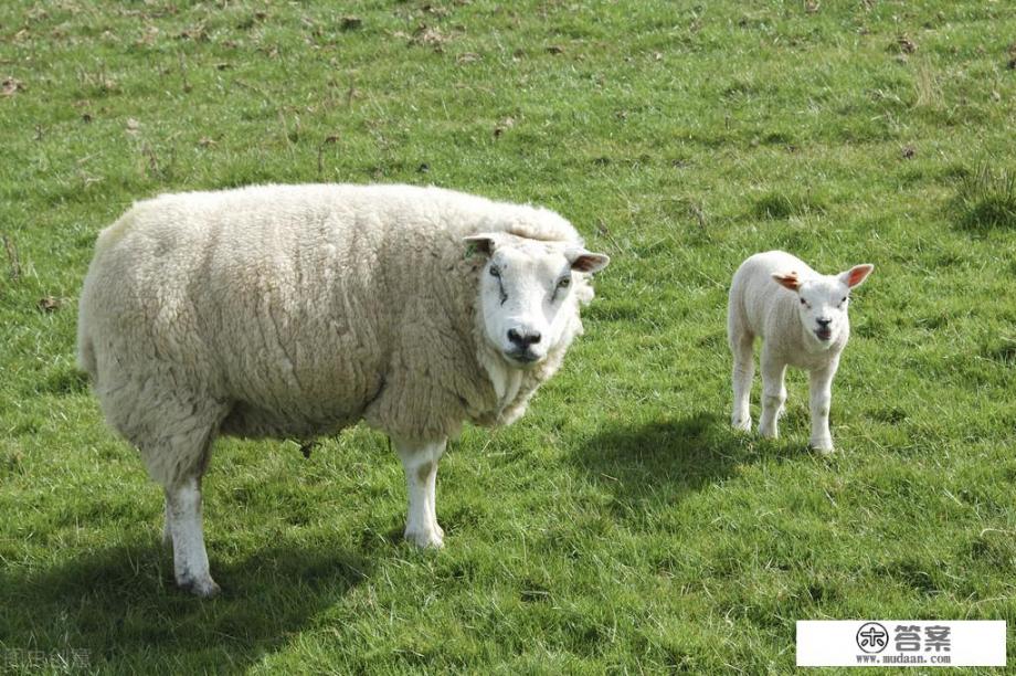 十二生肖报复心强吗? 十二生肖报复心强吗?