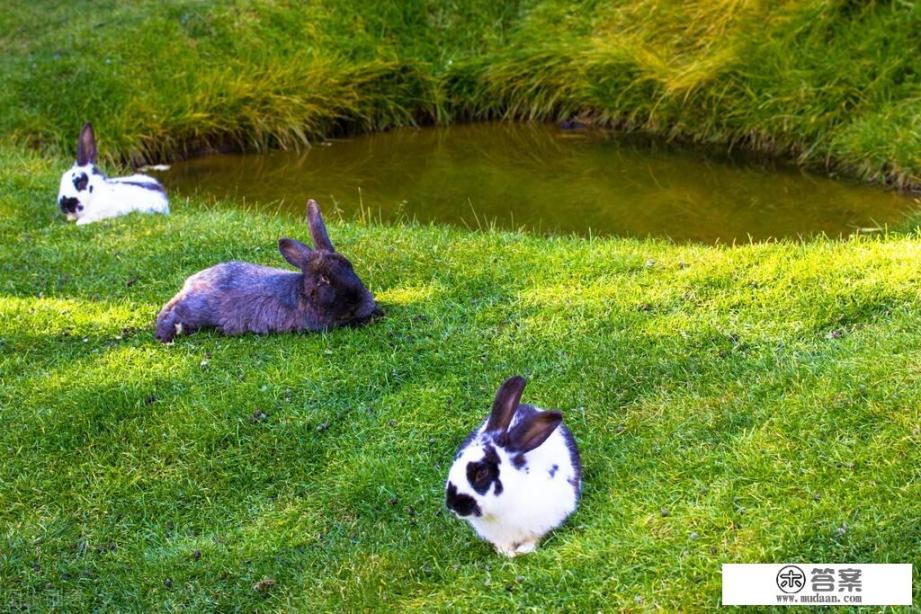 十二生肖报复心强吗? 十二生肖报复心强吗?