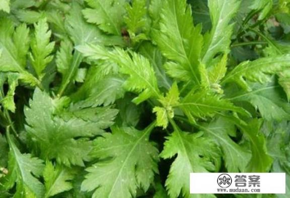 小野菜菊花脑，营养价值少不了，该如何种植呢？