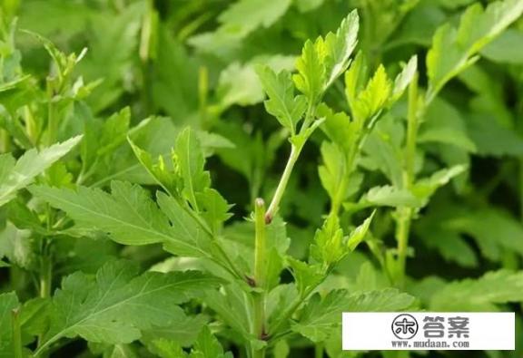 小野菜菊花脑，营养价值少不了，该如何种植呢？