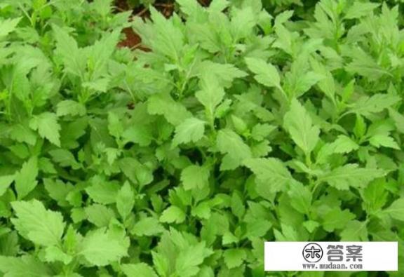 小野菜菊花脑，营养价值少不了，该如何种植呢？