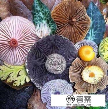 如何辨别毒蘑菇？