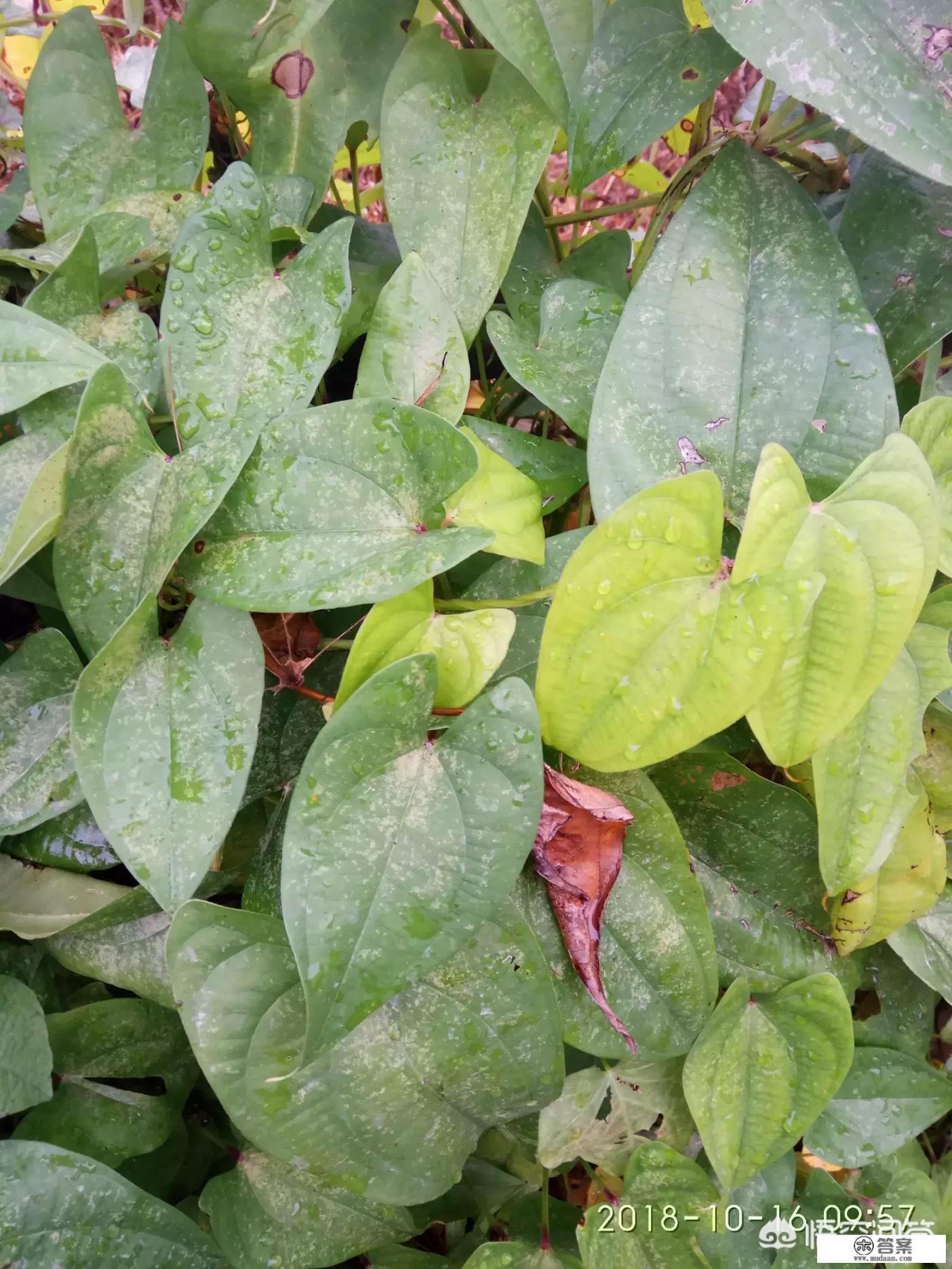 山区野生山药人能吃吗？