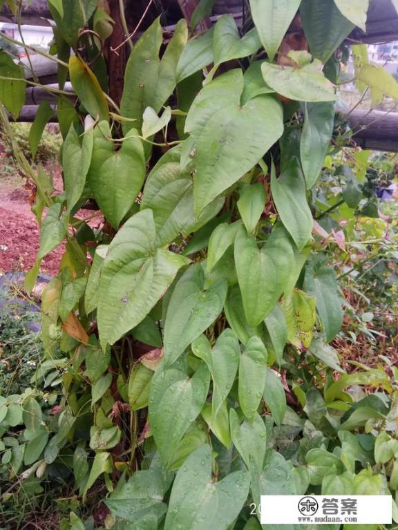 山区野生山药人能吃吗？