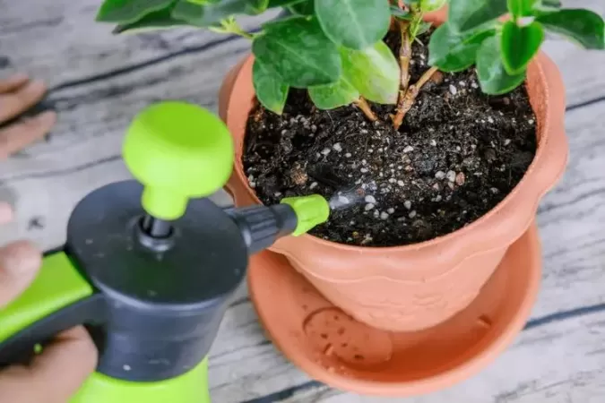 蓝蝴蝶花的养殖方法？