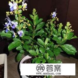 蓝蝴蝶花的养殖方法？