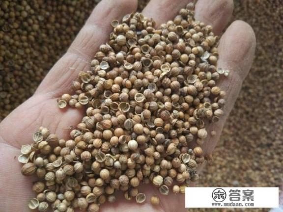 芫荽的种植方法和时间？