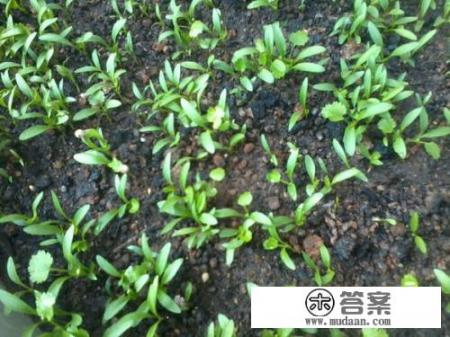 芫荽的种植方法和时间？