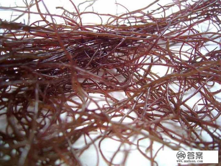 海龙须菜长什么样？