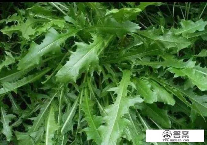 紫苏和蒲公英能一起泡水喝吗? 紫苏和蒲公英能一起泡水喝吗?