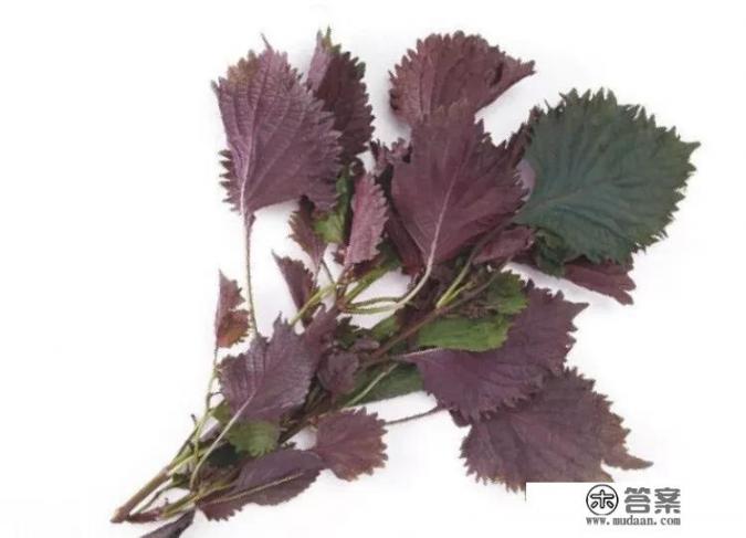 紫苏和蒲公英能一起泡水喝吗? 紫苏和蒲公英能一起泡水喝吗?