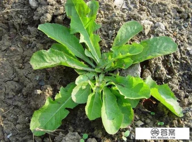 紫苏和蒲公英能一起泡水喝吗? 紫苏和蒲公英能一起泡水喝吗?