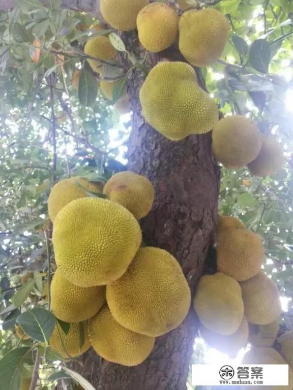 凤梨和普通的梨子有什么不同? 凤梨和普通的梨子有什么不同?