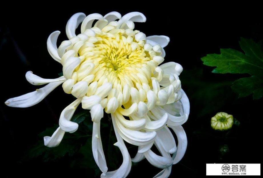 黄芪菊花枸杞茶的功效有哪些? 黄芪菊花枸杞茶的功效有哪些?