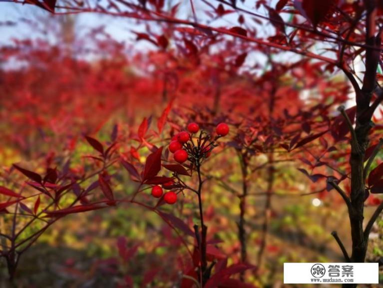 今年清明能去哪里旅游,有何推荐? 今年清明能去哪里旅游,有何推荐?