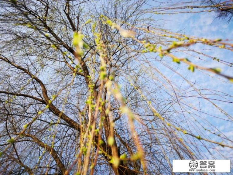 今年清明能去哪里旅游,有何推荐? 今年清明能去哪里旅游,有何推荐?