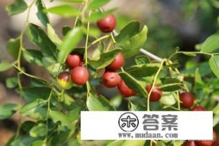 野酸枣正确吃法？