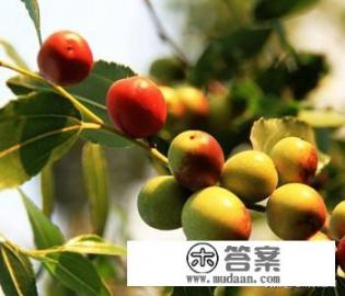 野酸枣正确吃法？