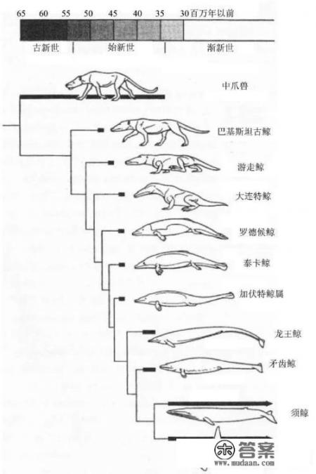 鲸鱼是鱼吗? 鲸鱼是鱼吗?