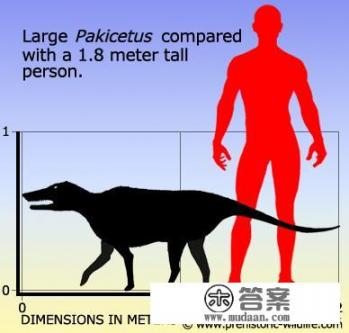 鲸鱼是鱼吗? 鲸鱼是鱼吗?