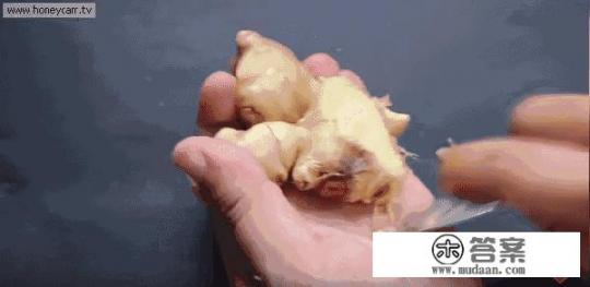 HpvCNI饮食注意什么？