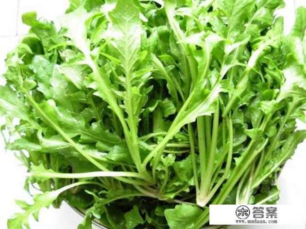 荠菜有哪些形态特征和功效？