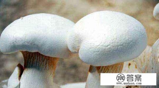 白灵菇如何煲汤？