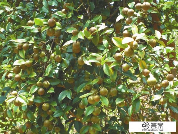 油茶树栽培技术？
