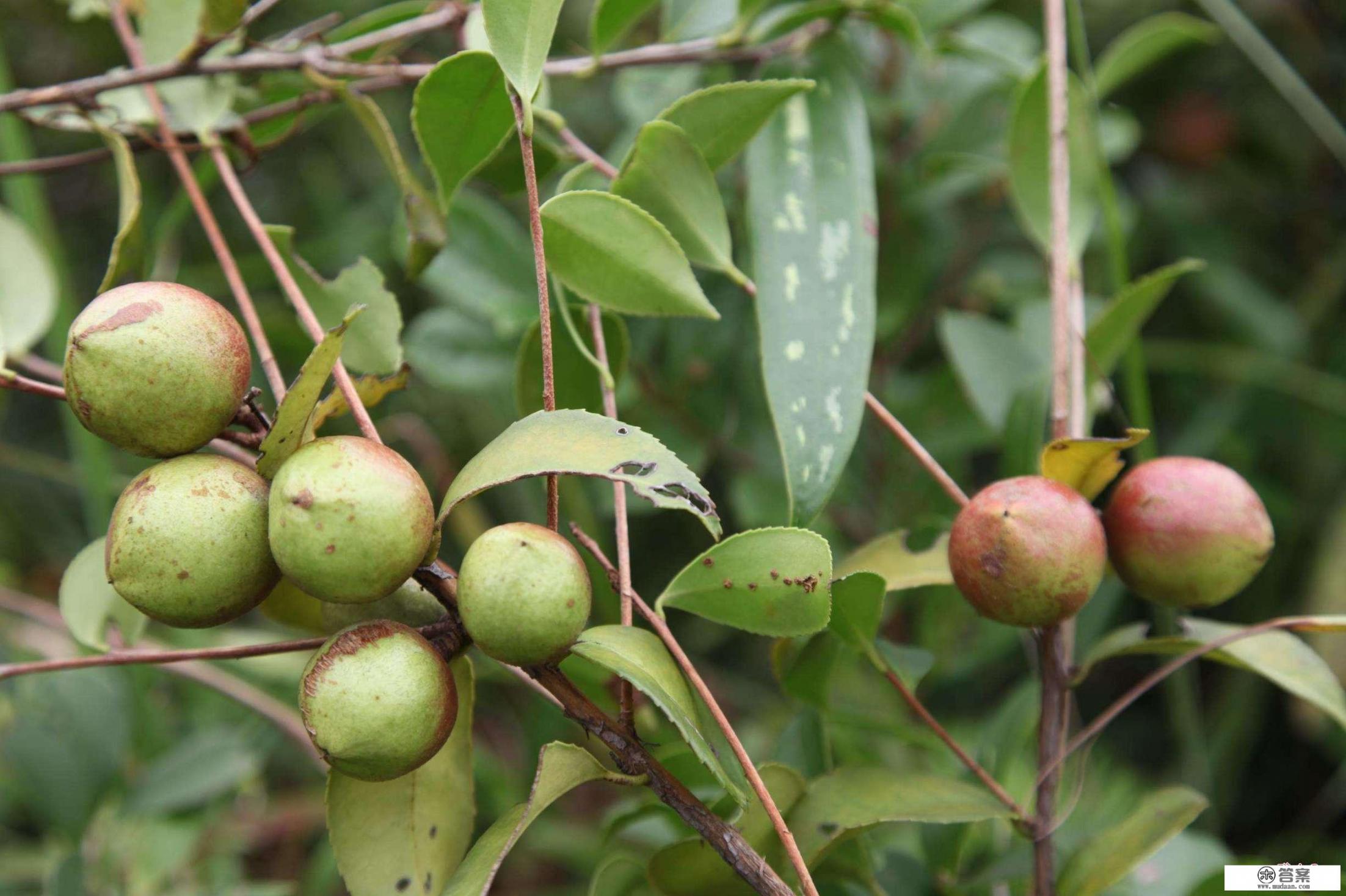 油茶树栽培技术？