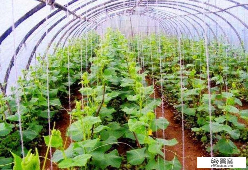 种植大棚蔬菜，如何授粉呢？