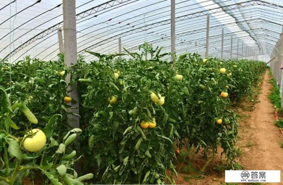 种植大棚蔬菜，如何授粉呢？