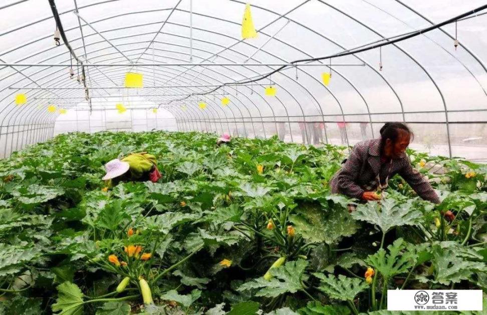 种植大棚蔬菜，如何授粉呢？