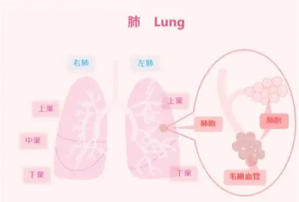 肺结核是什么，得了会怎么样？