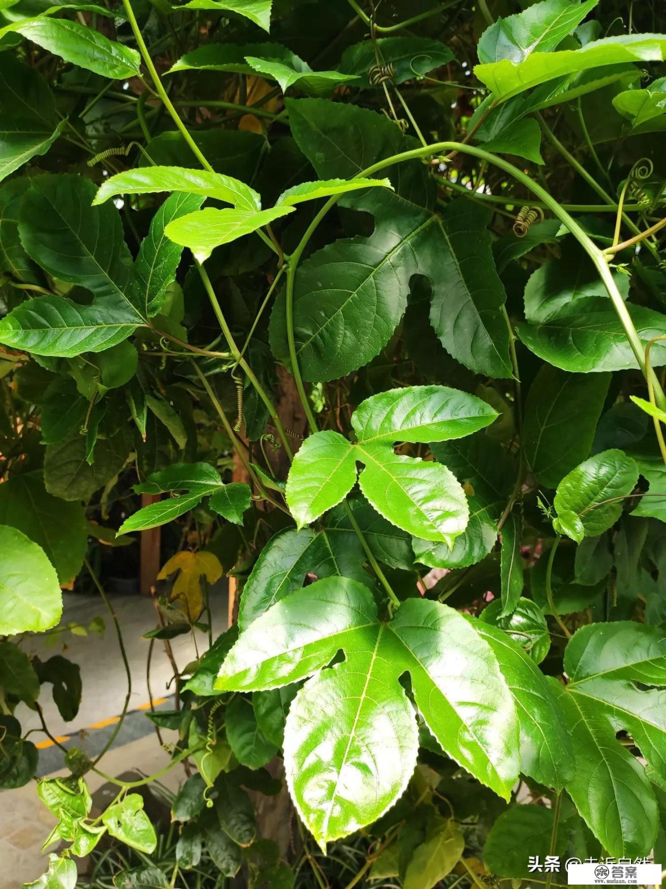 吃百香果有哪些好处和坏处？