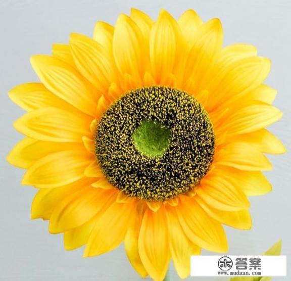什么是冠状病毒？