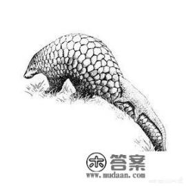 什么是穿山甲？