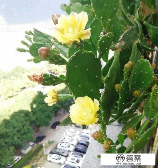 仙人掌能活多长时间？