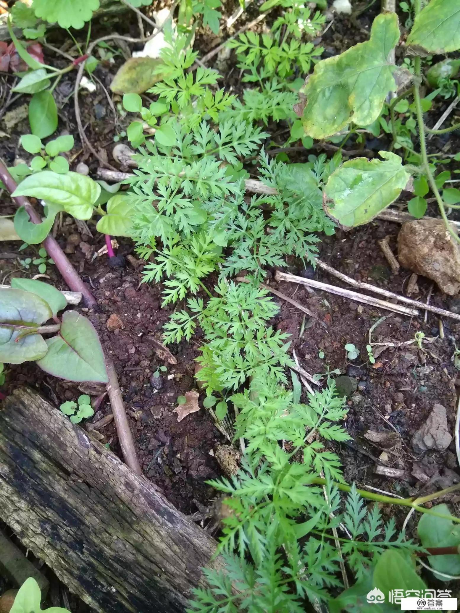 川芎有哪些形态特征和功效？