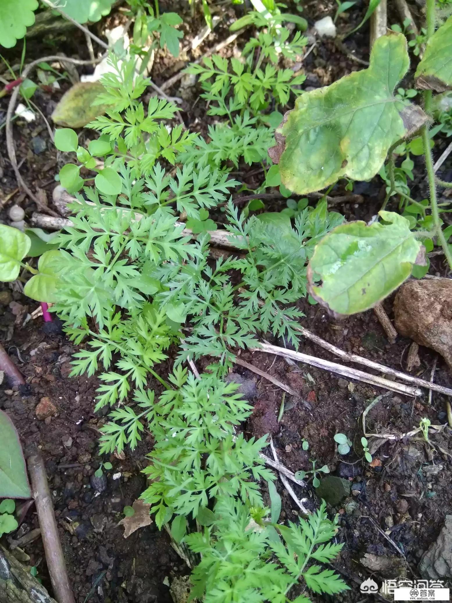 川芎有哪些形态特征和功效？