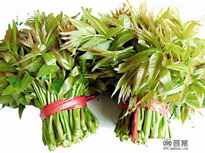 香椿为何那么难吃？
