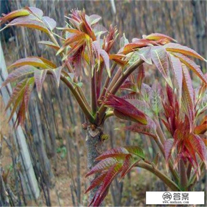 香椿为何那么难吃？