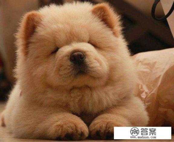 松狮的优缺点? 松狮的优缺点?