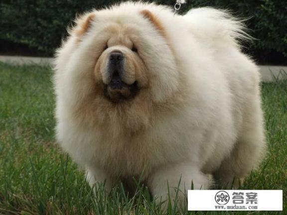 松狮的优缺点? 松狮的优缺点?