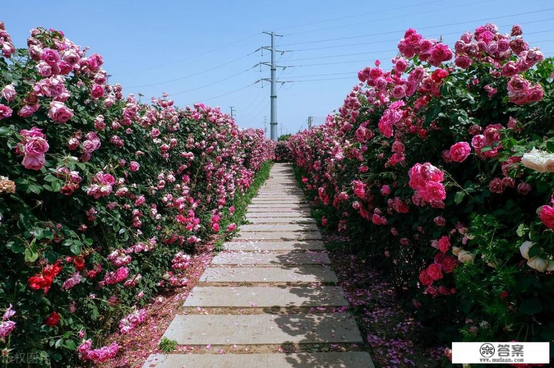 碳酸锂最新价格？