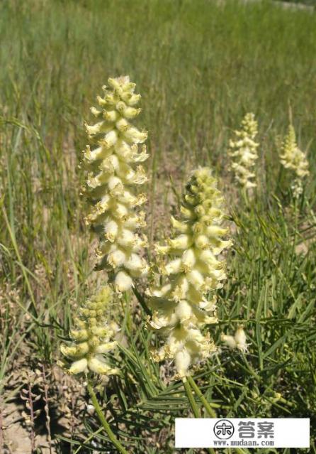 山茱萸是什么？